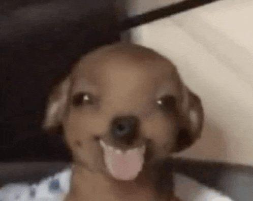 a close up of a puppy sticking its tongue out .