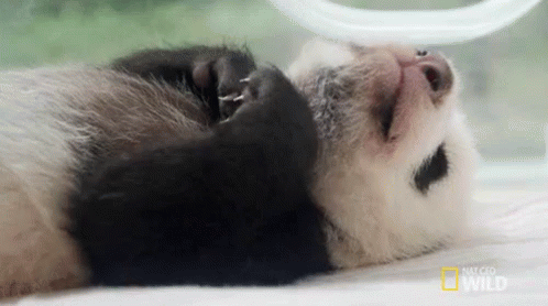 Shh It'S Nap Time~ GIF - Nat Geo Nat Geo Wild Panda Babies GIFs