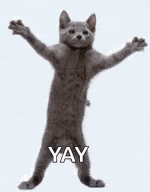 a gray cat is dancing with its paws in the air and says yay .