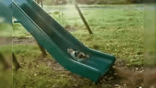 Cat Slide GIF - Cat Slide Funny GIFs
