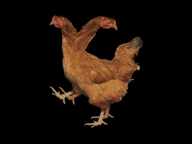 a picture of two chickens with the words gol pansk written below them