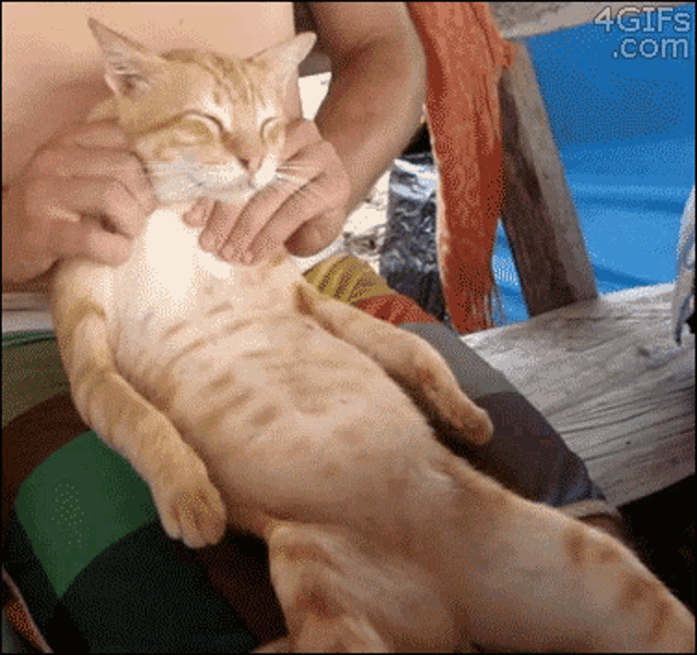 Cat Relax GIF - Cat Relax Chill GIFs