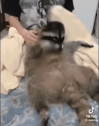 a raccoon is laying on a bed being petted by a person .