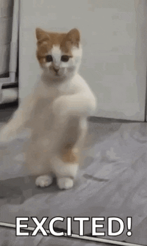 a white and orange cat is standing on its hind legs and dancing .