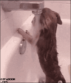 Bath Dog GIF - Bath Dog Cute GIFs