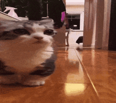 a cat walking on a wooden floor looking at the camera