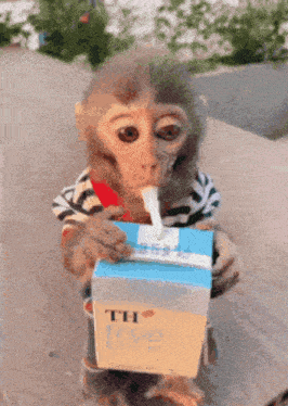 a monkey drinking from a box that says th