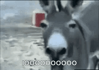 Donkey Laugh GIF - Donkey Laugh GIFs