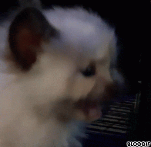 Screaming Cat Cat Screaming GIF - Screaming Cat Cat Screaming Opal Screaming GIFs