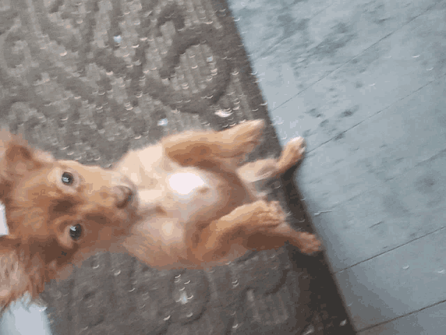 Dog Meme