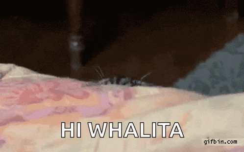 a cat is crawling on a bed and says hi whalita