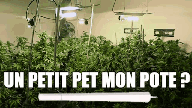 Weed Pet GIF - Weed Pet Petit Pet Mon Pote GIFs