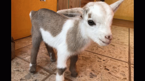 Mini Goat GIF - Mini Goat GIFs