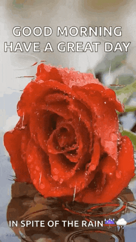 a red rose with water drops on it and the words `` good morning have a great day in spite of the rain '' .