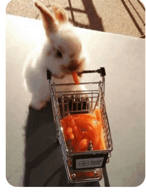 a small rabbit is eating a carrot from a shopping cart