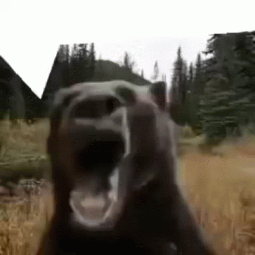 Bear Forest GIF - Bear Forest GIFs