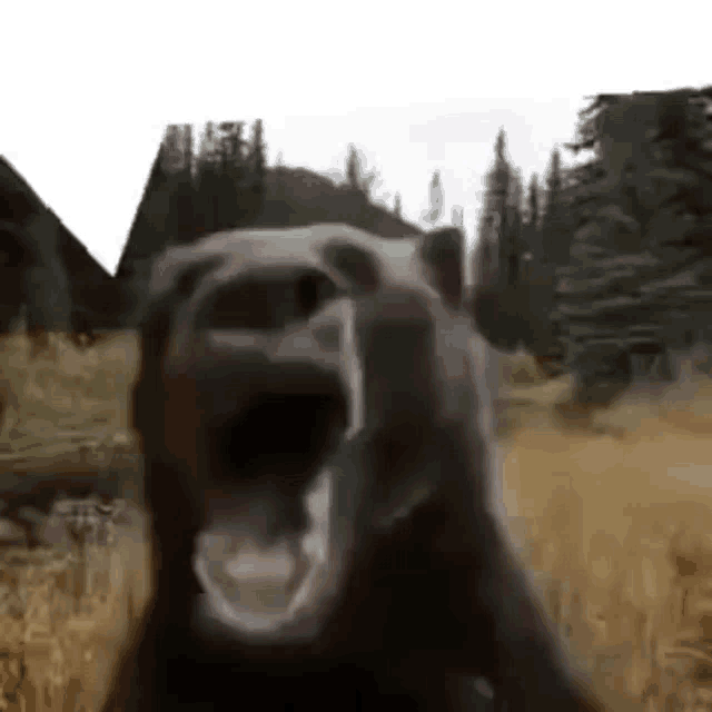 Bear Forest GIF
