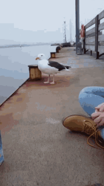 a seagull is standing on a dock next to a person 's feet