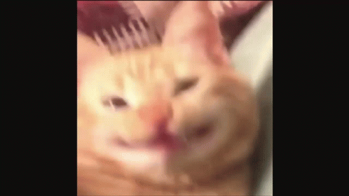 Cat Smiling Smile Cat GIF