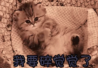 睡觉，碎觉，晚安，猫咪，毛茸茸，可爱 GIF - Cat Kitten Fluffy GIFs