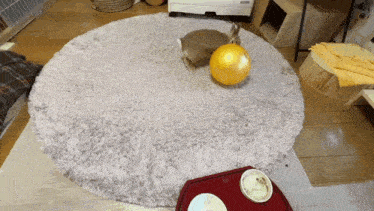 two rabbits are playing with a ball on a rug