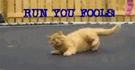 Cat Trampoline GIF - Cat Trampoline Run You Fools GIFs