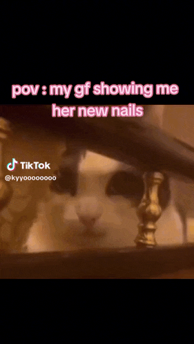 Cat Paw GIF - Cat Paw GIFs