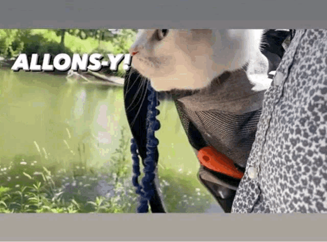 a cat in a stroller with the words allons-y on the bottom right