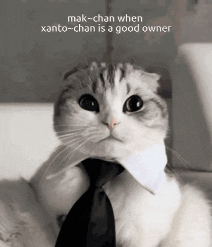 a cat wearing a tie with the caption " mak-chan when xanto-chan is a good owner " on the bottom