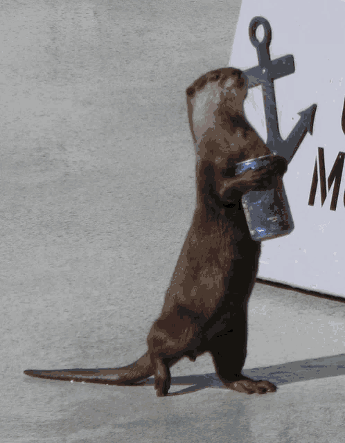 an otter is holding a blue can in front of a sign that says anchor