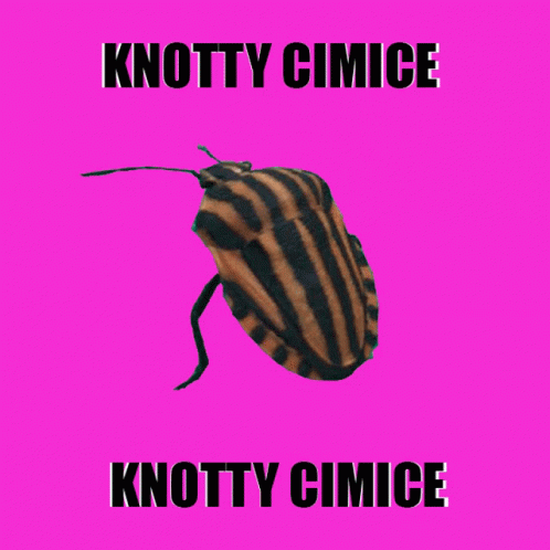 Knotty Cimice GIF - Knotty Cimice GIFs