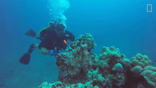 Diving National Geographic GIF - Diving National Geographic Scuba GIFs