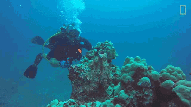 a scuba diver is swimming over a coral reef with a national geographic logo in the background