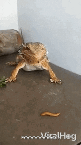 a bearded dragon is standing on a table with a worm in front of it .