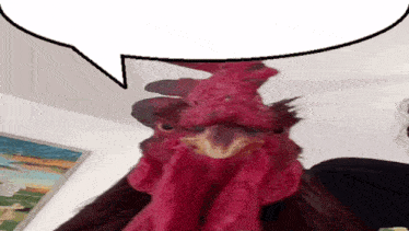 a close up of a rooster with a speech bubble behind it .