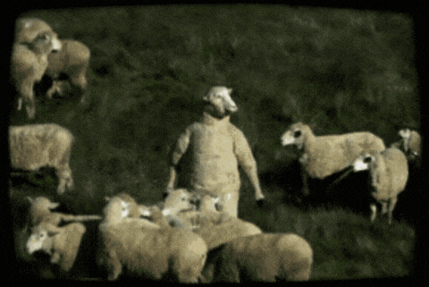 a man dressed as a sheep stands in a field with a herd of sheep