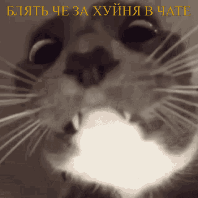 a close up of a cat 's face with a foreign language written below it