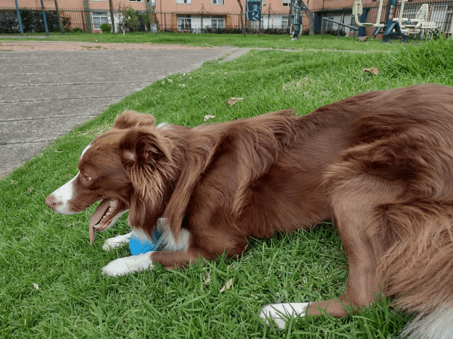 a brown and white dog laying in the grass