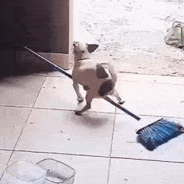 a dog is holding a broom in its mouth while walking on a tiled floor .