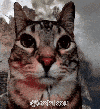 a close up of a cat 's face with the words @ 3otakou written below it