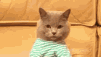 a cat wearing a striped shirt is sitting on a couch looking at the camera .
