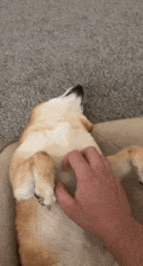 a person is petting a dog on its back