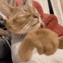 a cat is laying on a person 's lap with its paws outstretched .