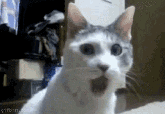 Omg Oh My Gosh GIF - Omg Oh My Gosh Cat GIFs