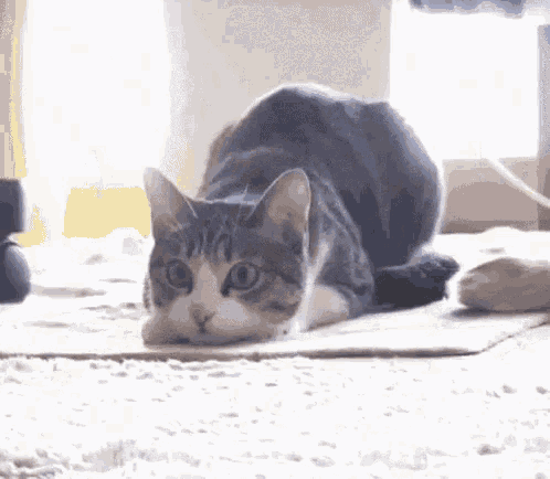 고양이 엉덩이 씰룩씰룩 흔들 집중 사냥 GIF - Cat Shake Butt GIFs