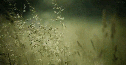 Wheat Wind GIF - Wheat Wind Dawn GIFs