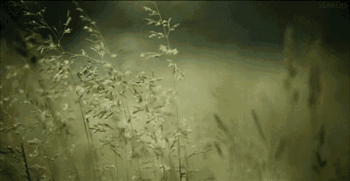 a field of tall grass with the word search on the bottom right