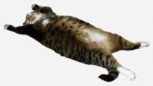 Flying Haha Cat GIF - Flying Haha Cat GIFs
