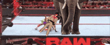 Shawn Breezy Welcome To The Ygo GIF - Shawn Breezy Welcome To The Ygo Elephant GIFs