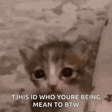 Cat Kitten GIF - Cat Kitten Cat Crying GIFs